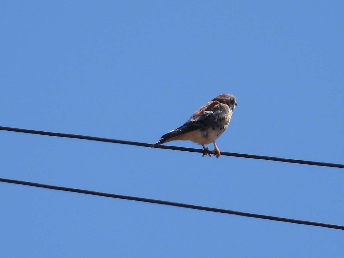 Buntfalke - ML642090773