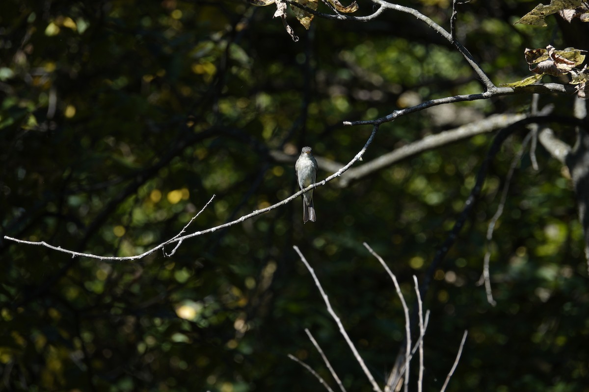 Eastern Wood-Pewee - ML642090774