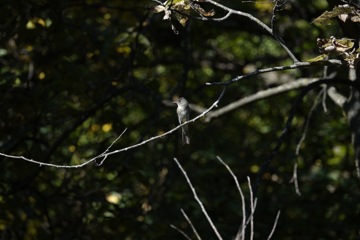 Eastern Wood-Pewee - ML642090775