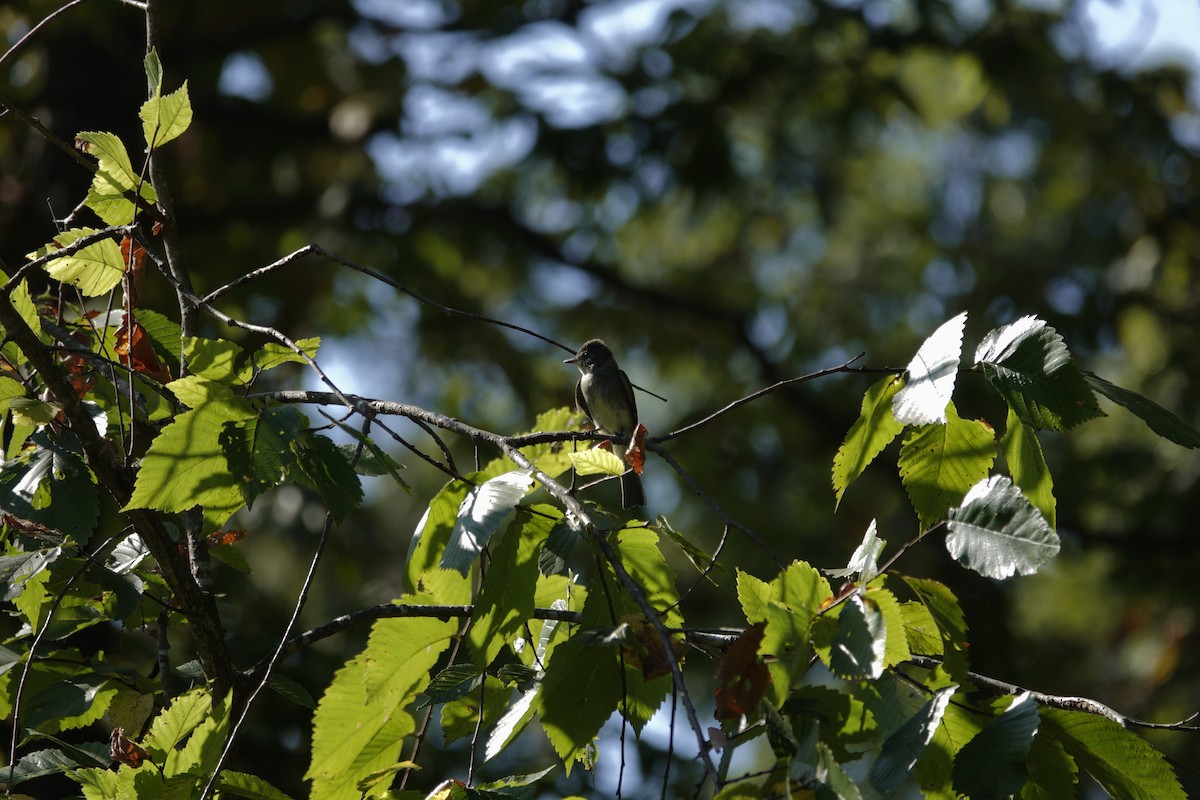 Eastern Wood-Pewee - ML642090777