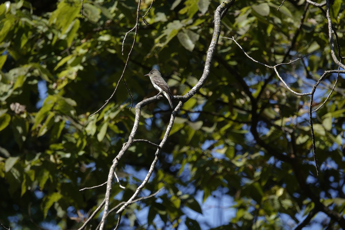 Eastern Wood-Pewee - ML642090778