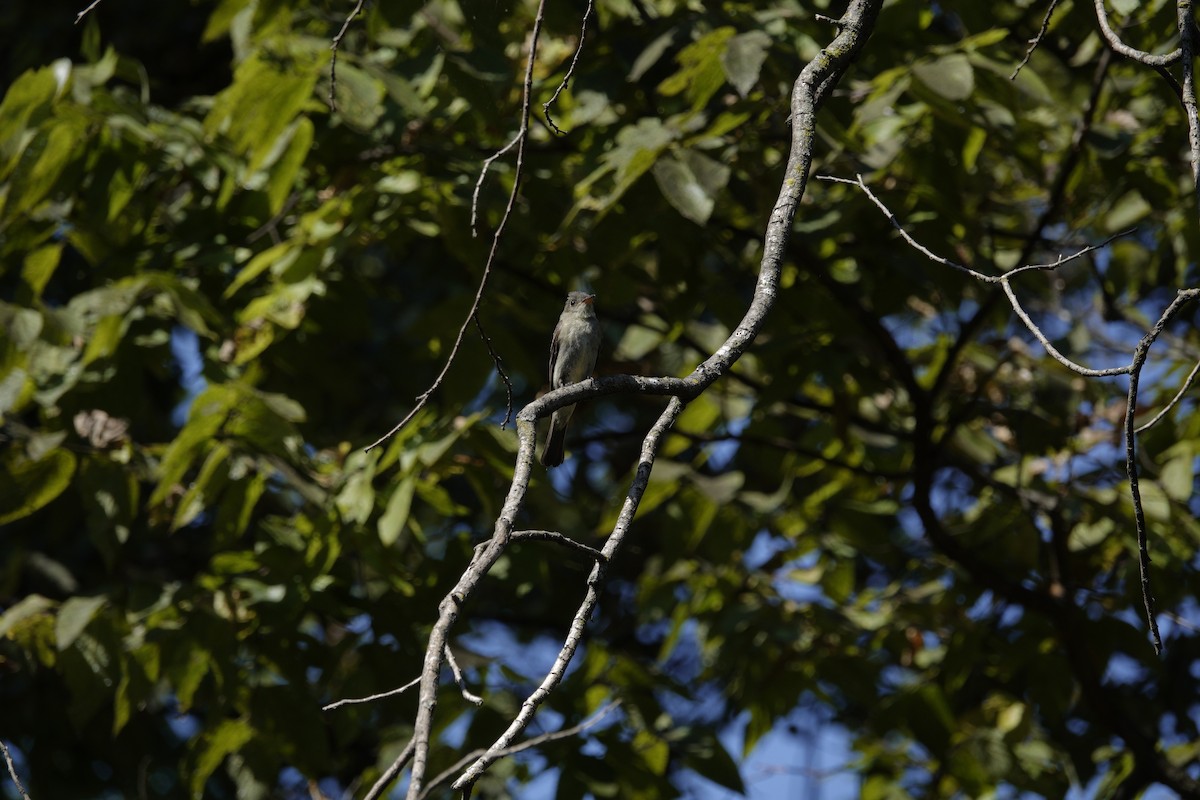 Eastern Wood-Pewee - ML642090779
