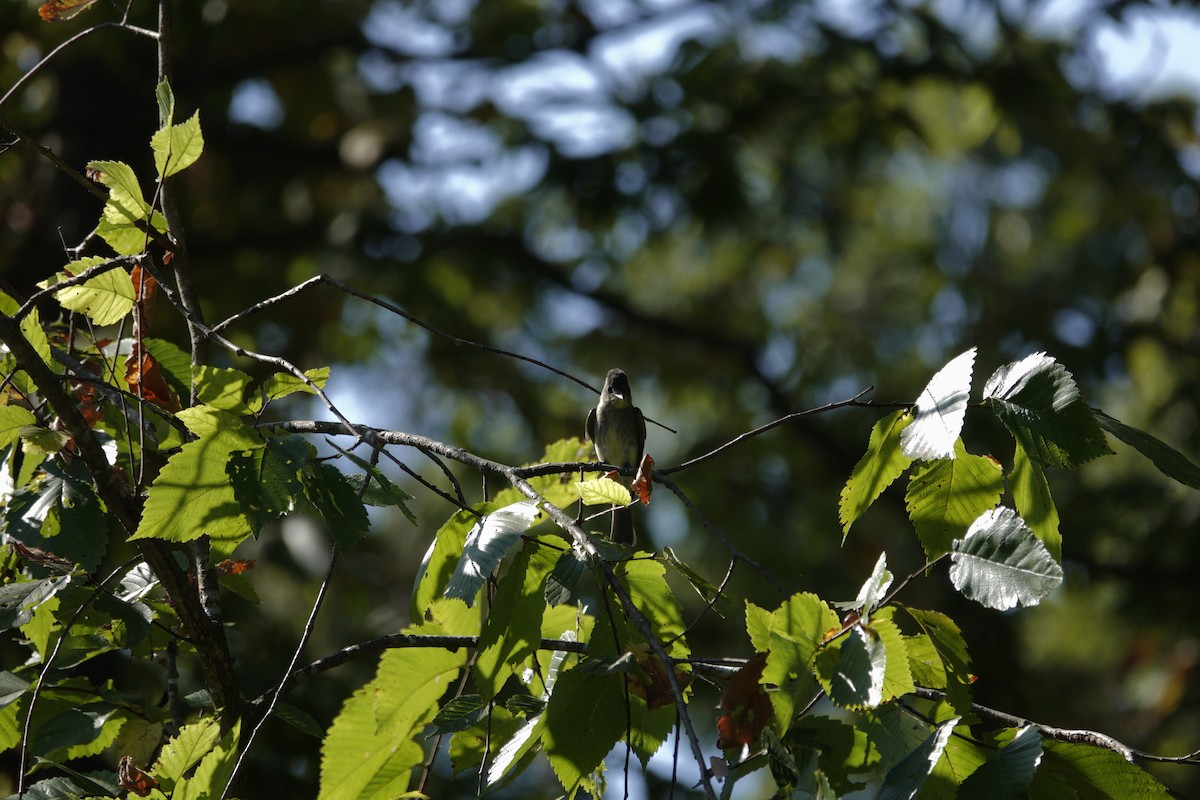 Eastern Wood-Pewee - ML642090781