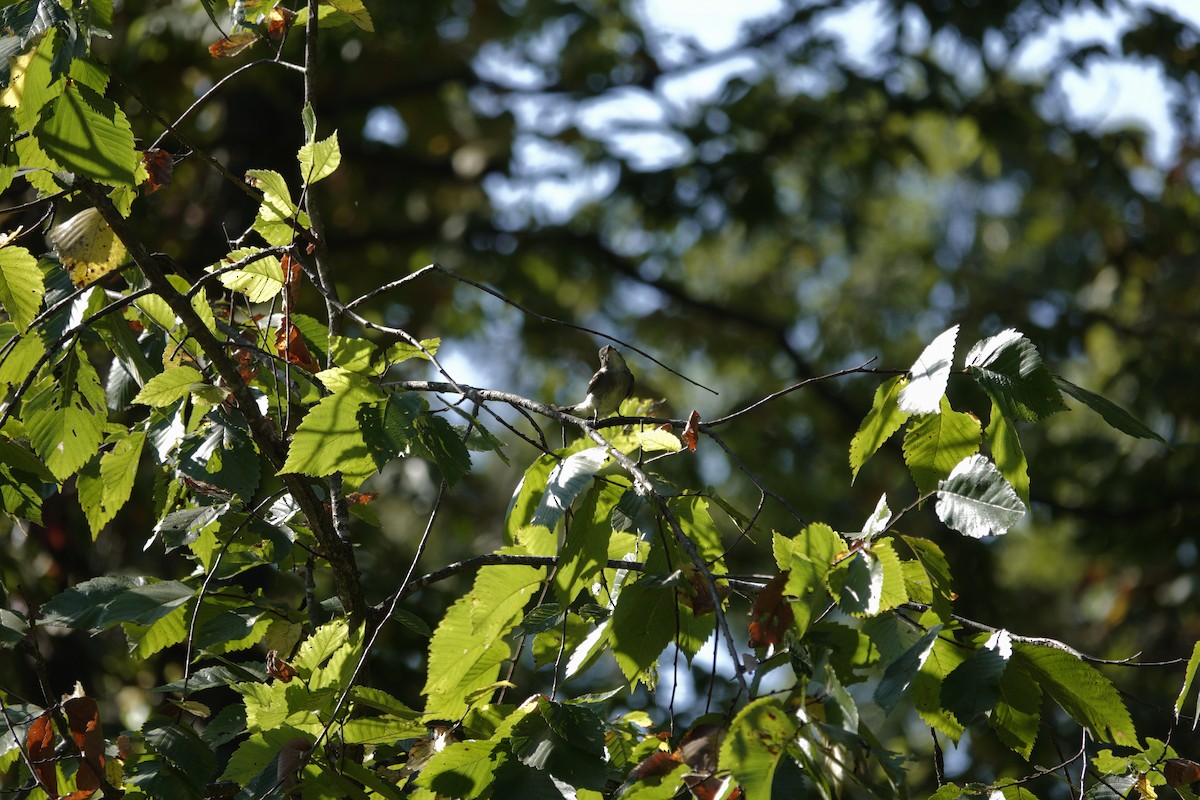 Eastern Wood-Pewee - ML642090782