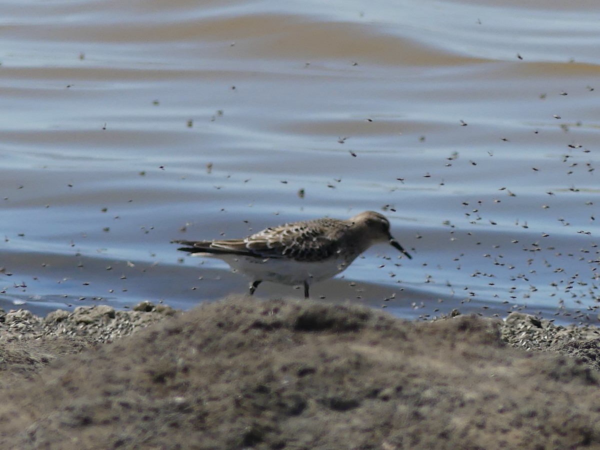 Bairdstrandläufer - ML642090794