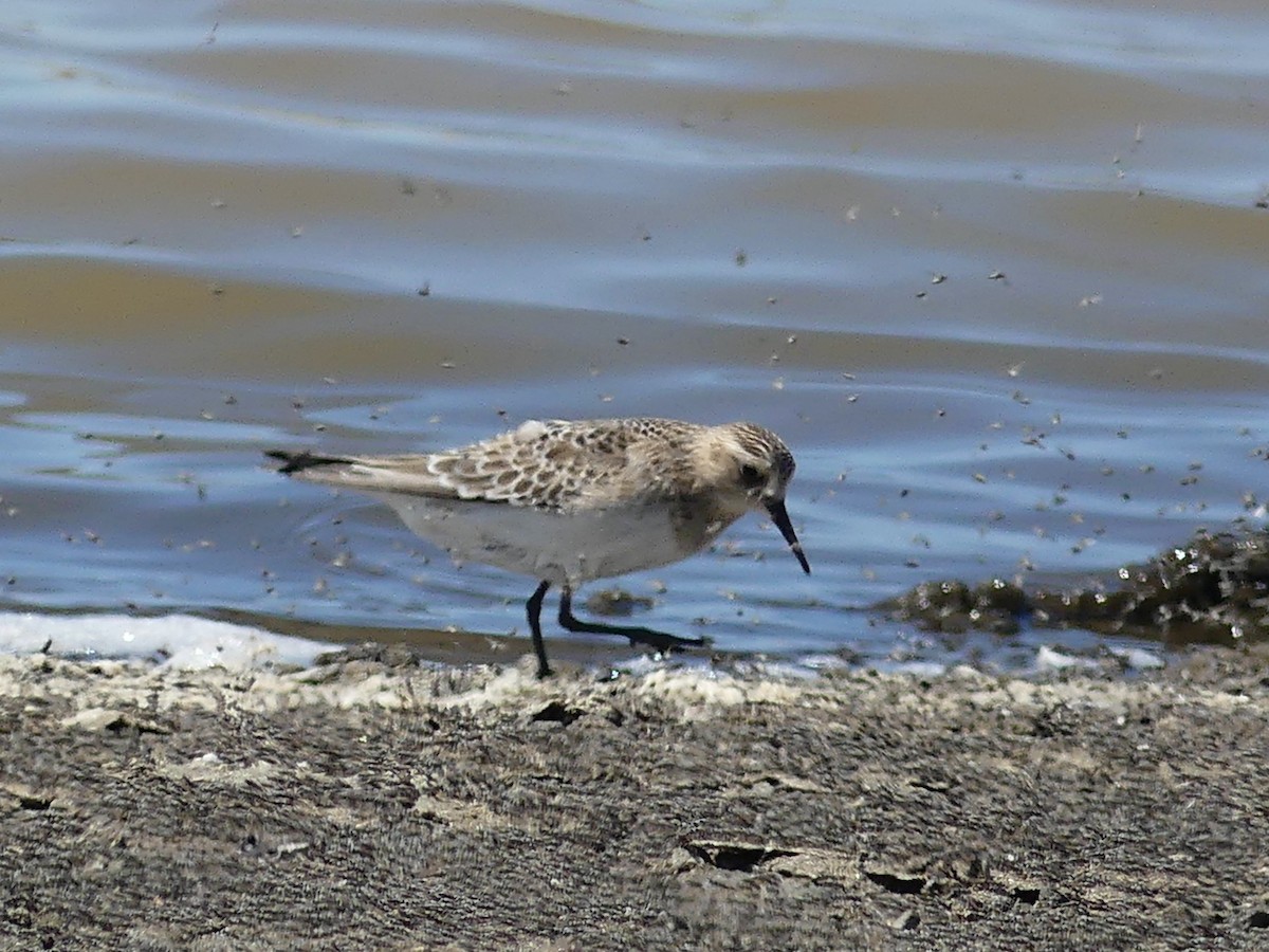 Bairdstrandläufer - ML642090797