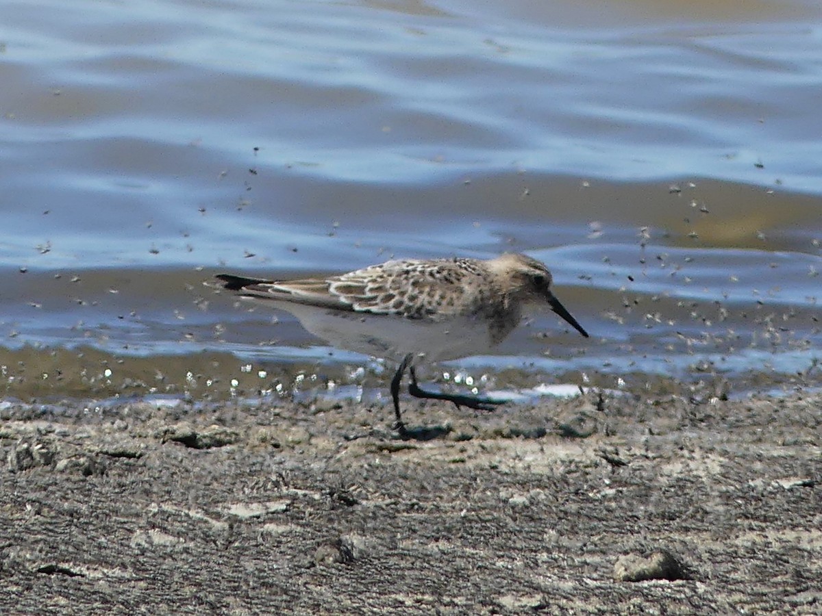 Bairdstrandläufer - ML642090800