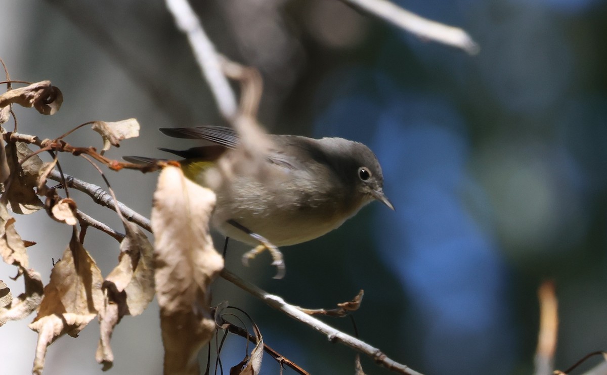 Gelbsteiß-Waldsänger - ML642090802