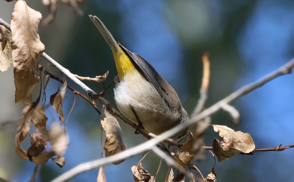 Gelbsteiß-Waldsänger - ML642090803
