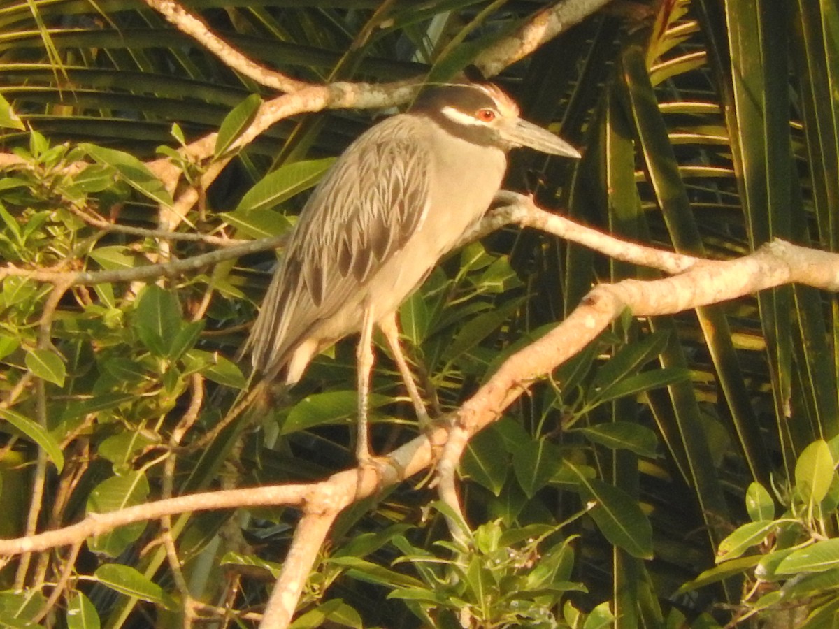 Yellow-crowned Night Heron - ML642090832