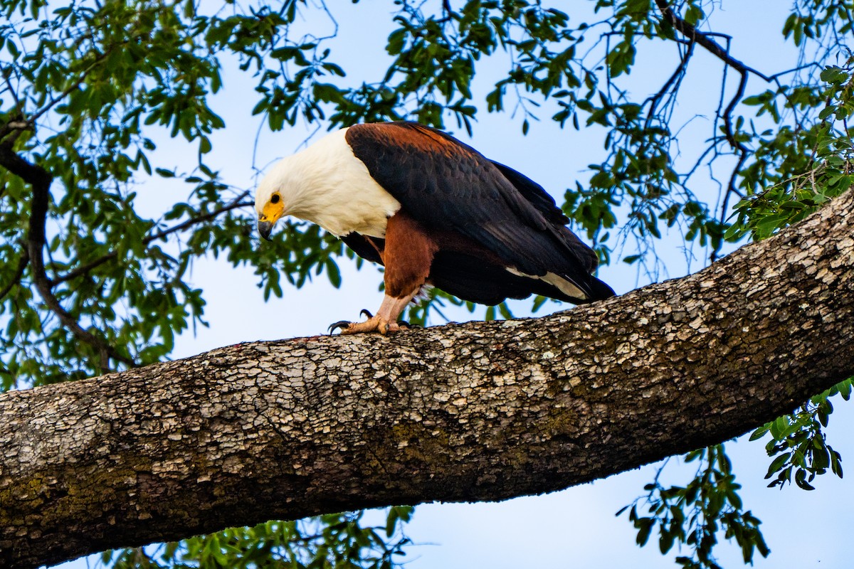 Schreiseeadler - ML642090833