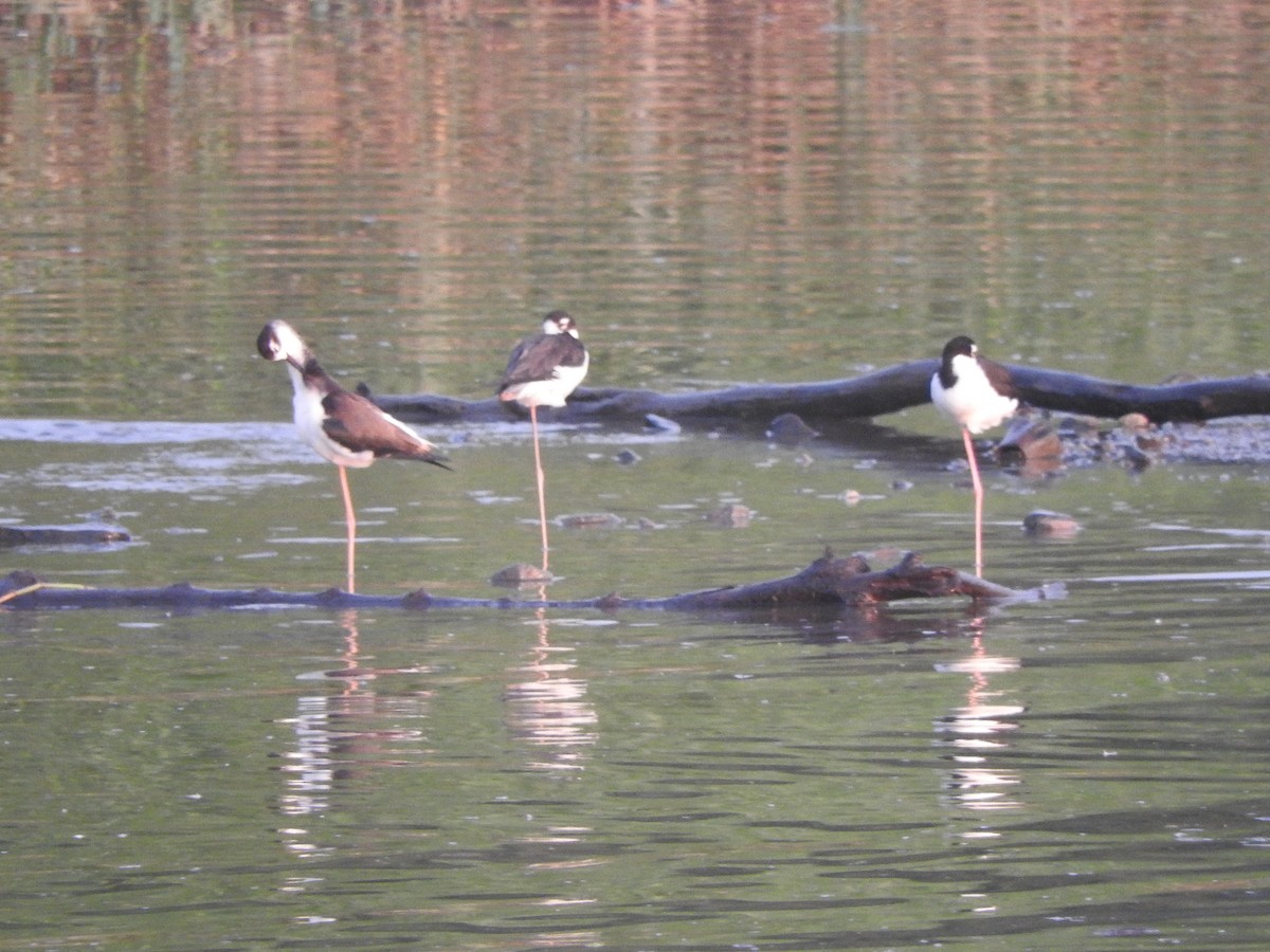 Black-necked Stilt - ML642090834