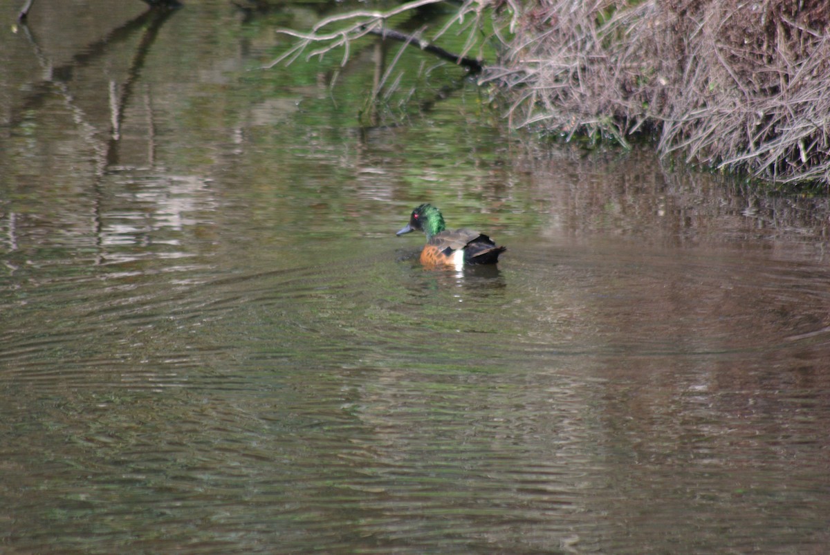 Chestnut Teal - ML642090836