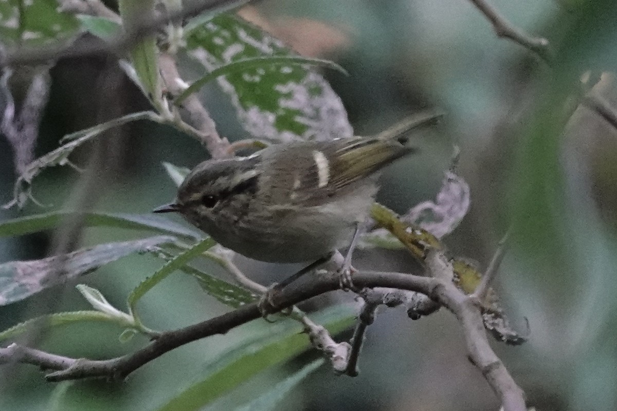 Buff-barred Warbler - ML642090837