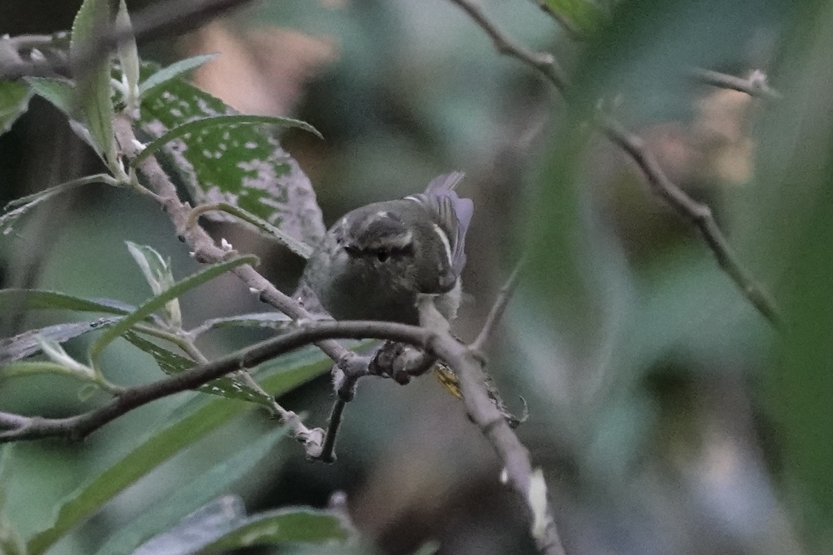 Buff-barred Warbler - ML642090838