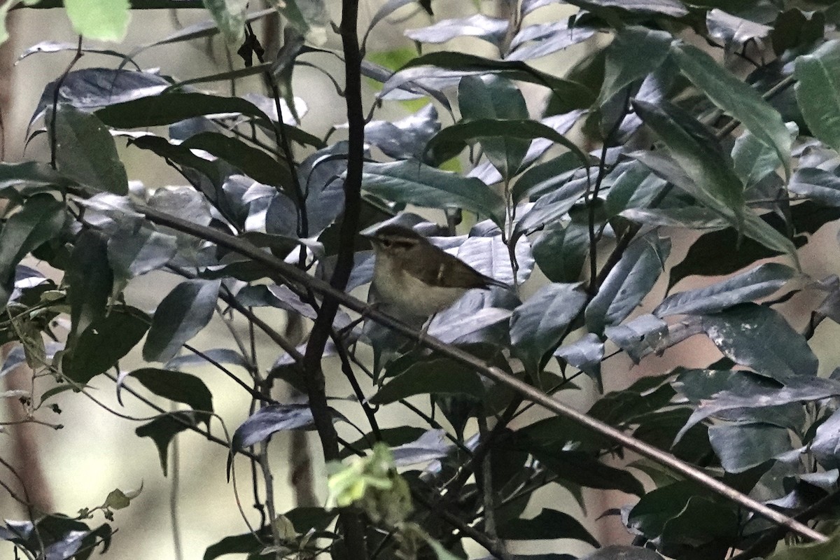 Buff-barred Warbler - ML642090840