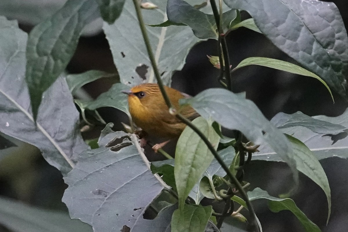 Golden Babbler - ML642090849