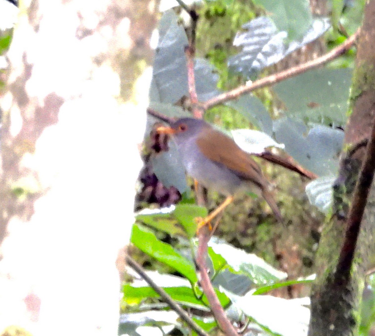 Orange-billed Nightingale-Thrush - ML642090850