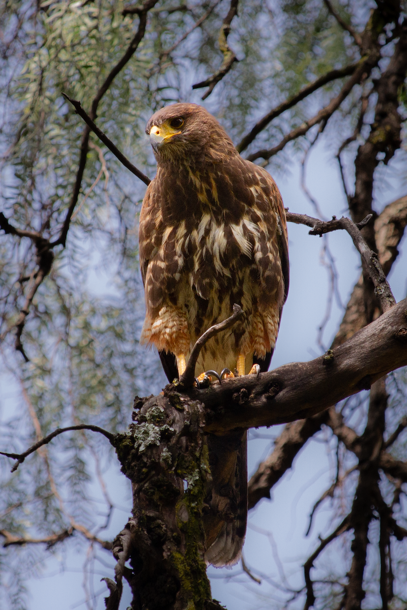 Harris's Hawk - ML642090852