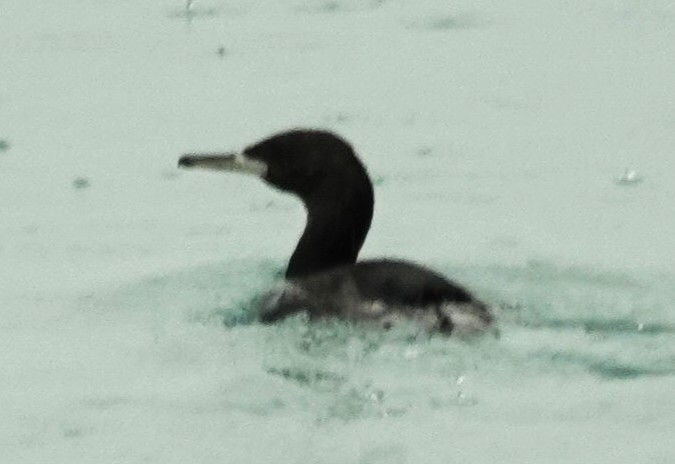 Red-faced Cormorant - ML642090854