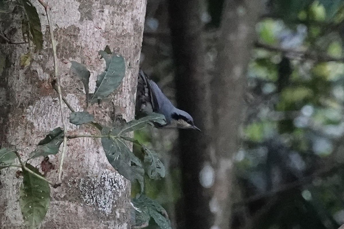 Chestnut-vented Nuthatch - ML642090855