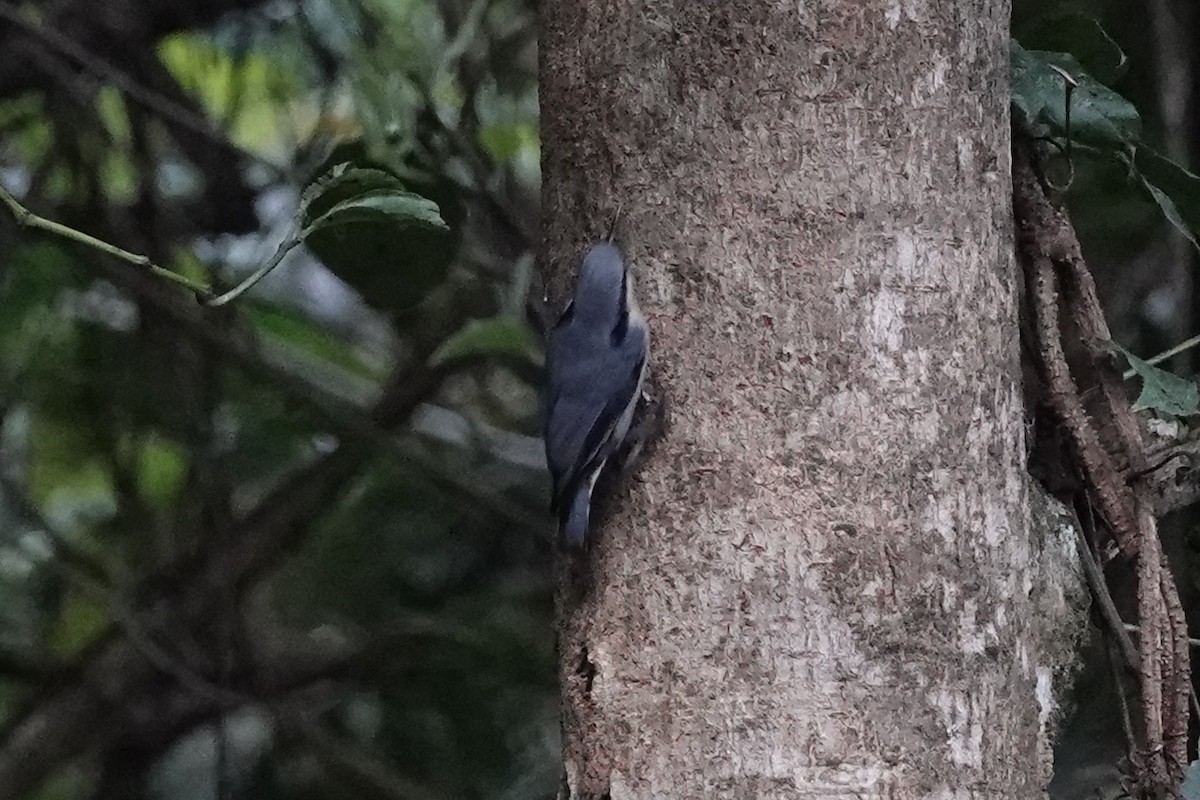 Chestnut-vented Nuthatch - ML642090856