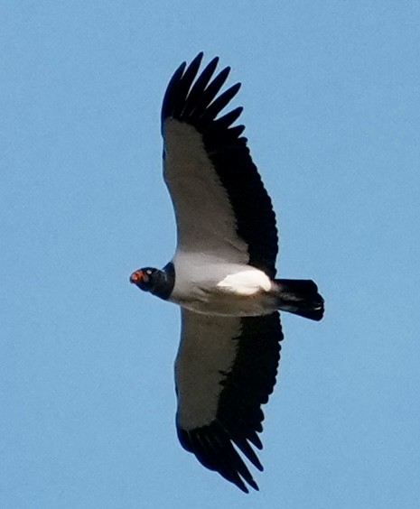 King Vulture - ML642090857