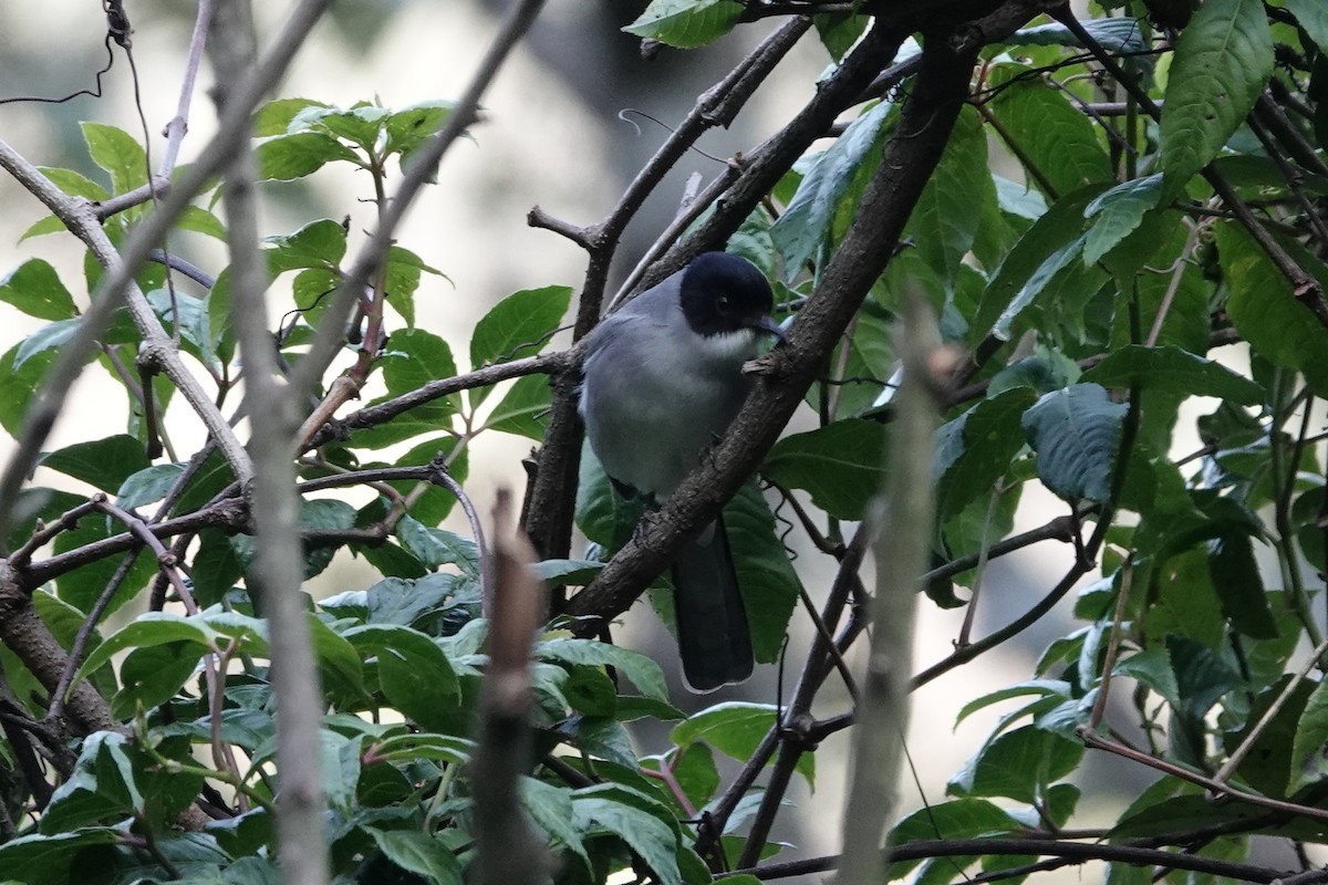 Black-headed Sibia - ML642090860