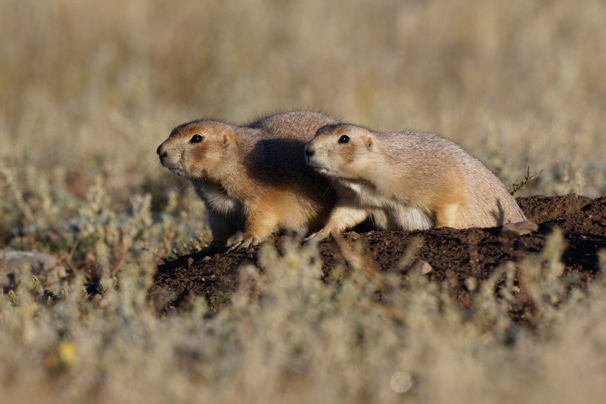 Black-tailed Prairie Dog - ML642090863