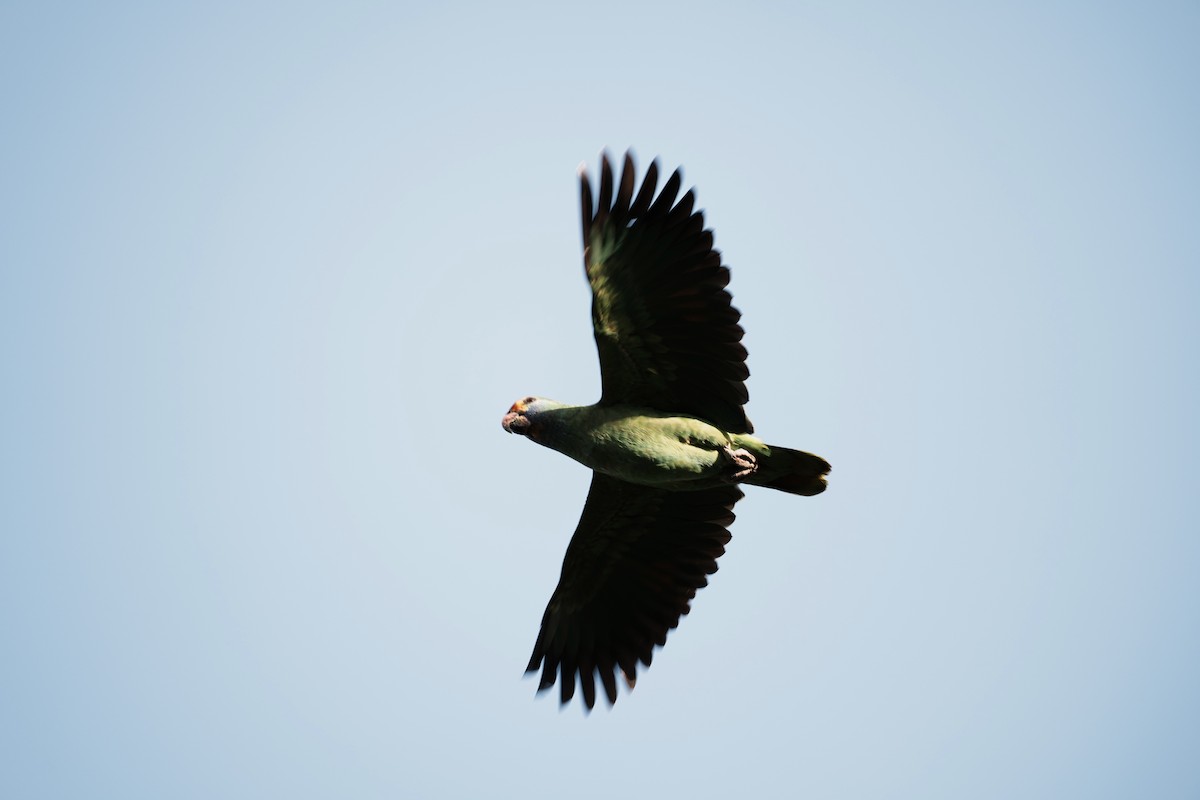 Red-browed Amazon - ML642090865