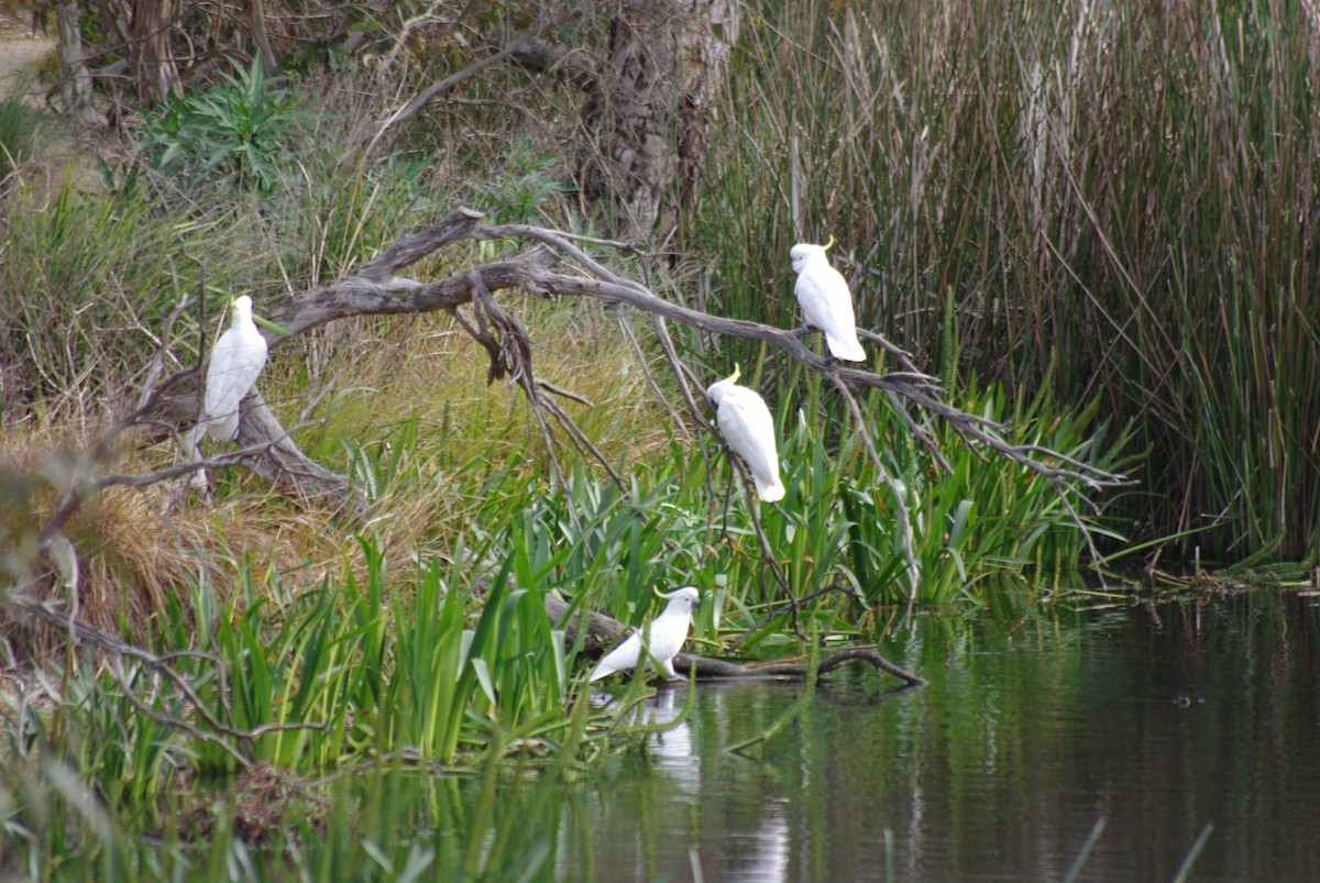 Sulphur-crested Cockatoo - ML642090866
