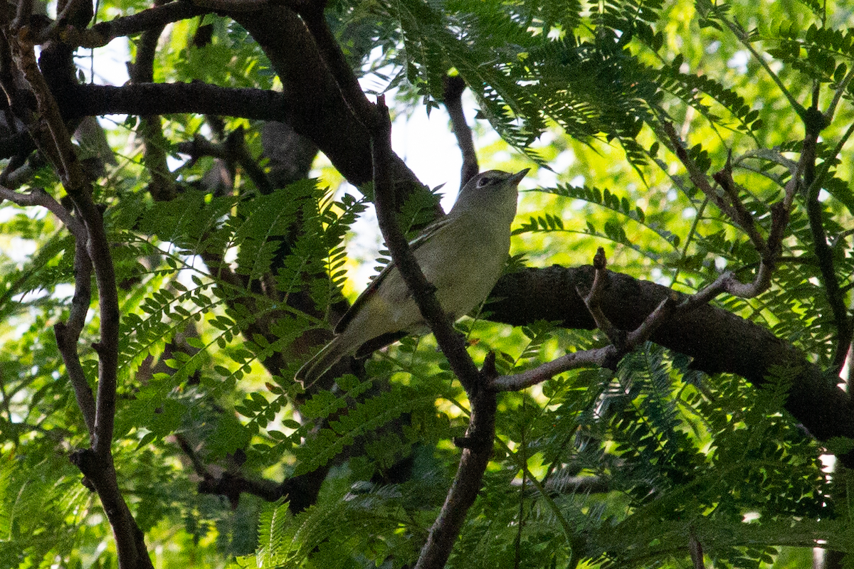 Plumbeous Vireo - ML642090867