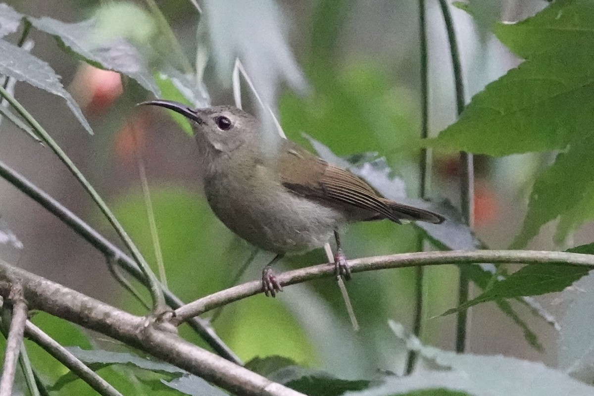 Fire-breasted Flowerpecker - ML642090868