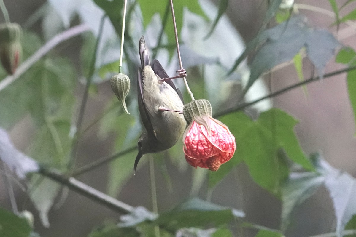 Fire-breasted Flowerpecker - ML642090869