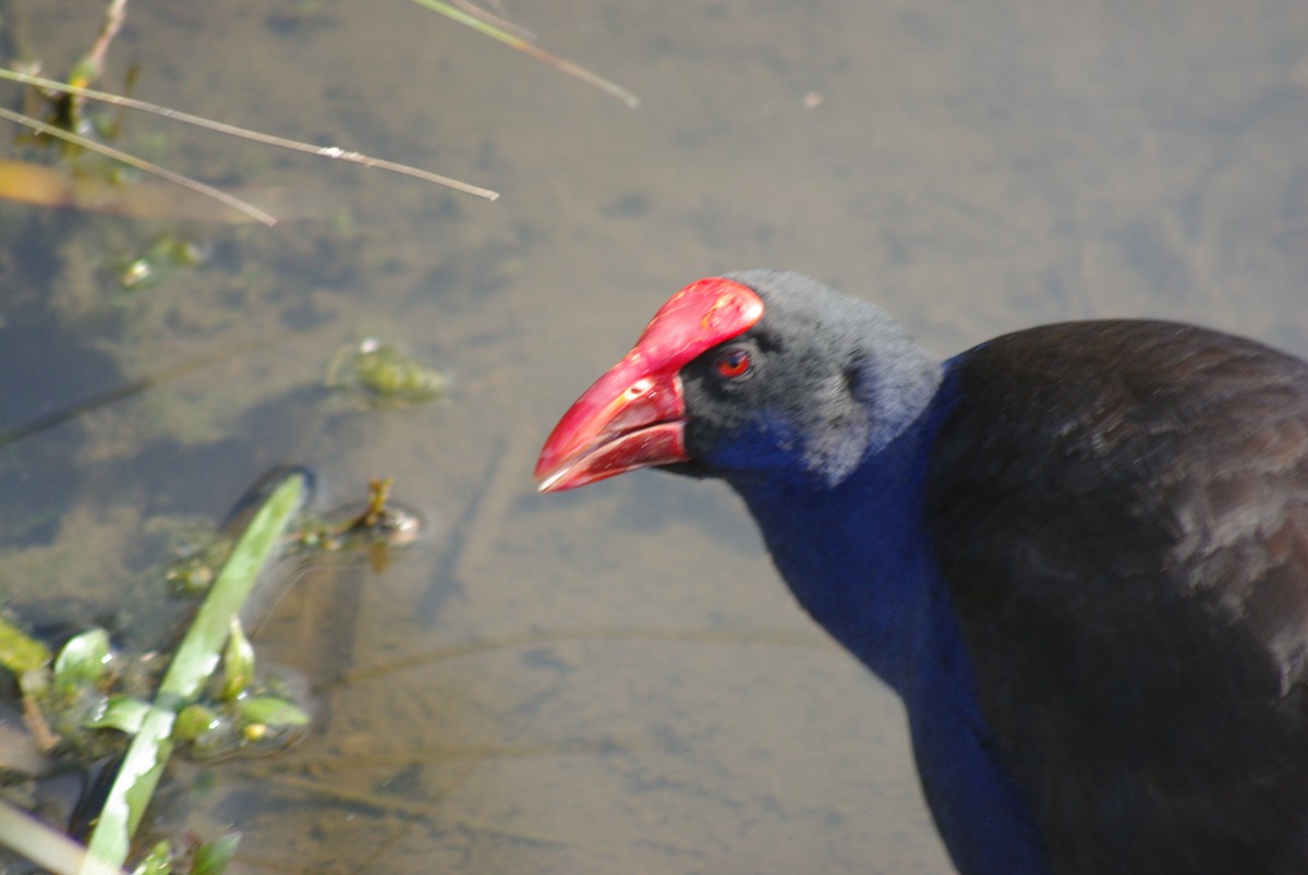 Australasian Swamphen - ML642090873