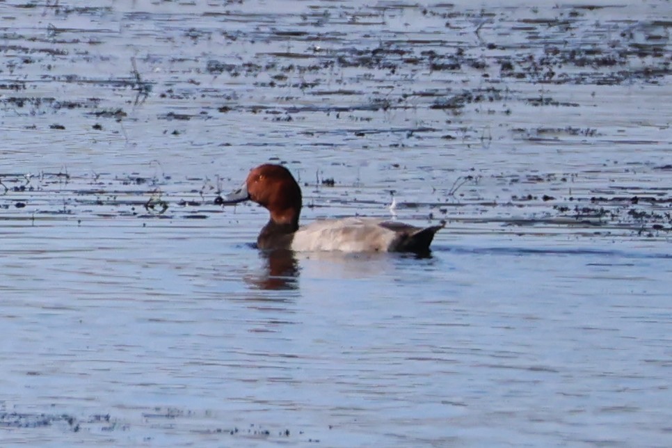 Redhead - ML642090874