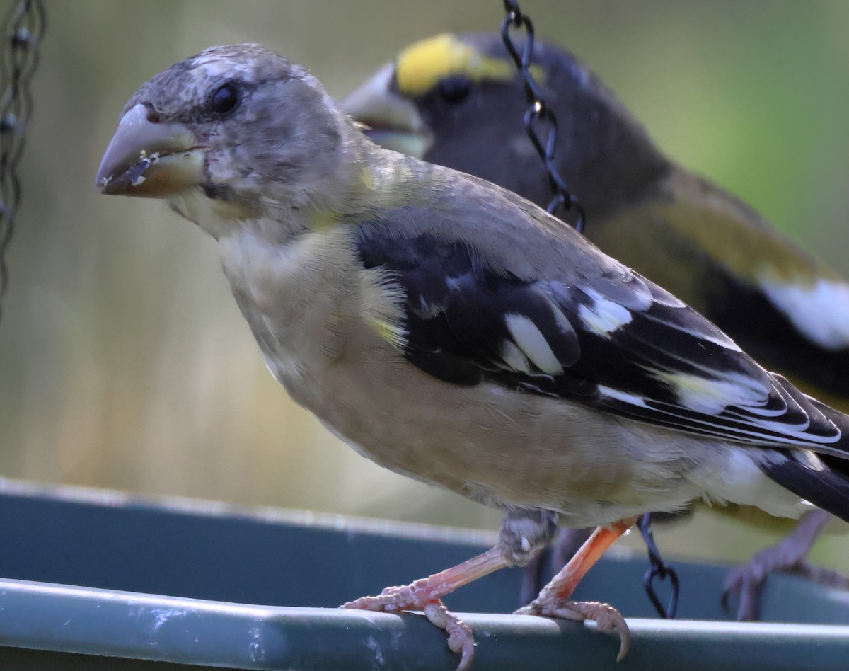 Evening Grosbeak - ML642090875