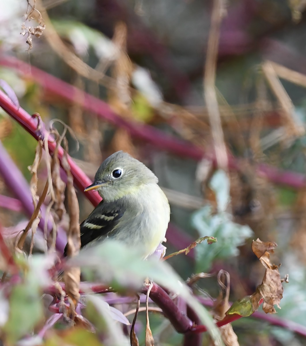 Yellow-bellied Flycatcher - ML642090881