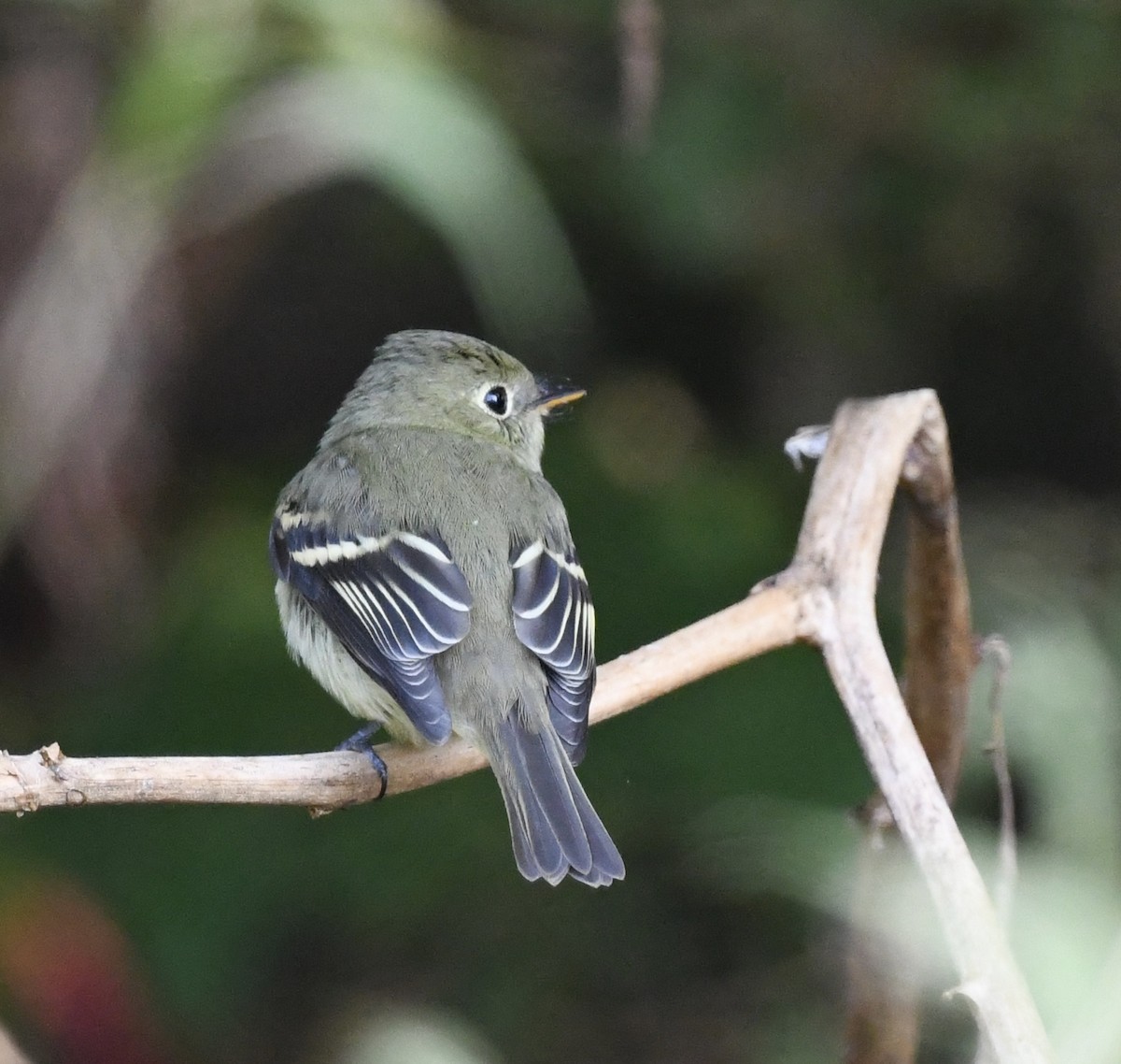 Yellow-bellied Flycatcher - ML642090882