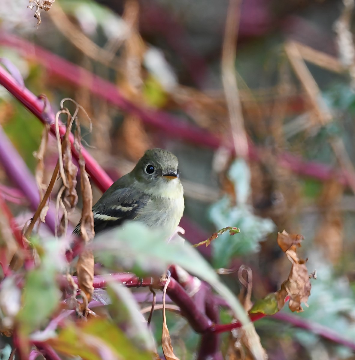 Yellow-bellied Flycatcher - ML642090883
