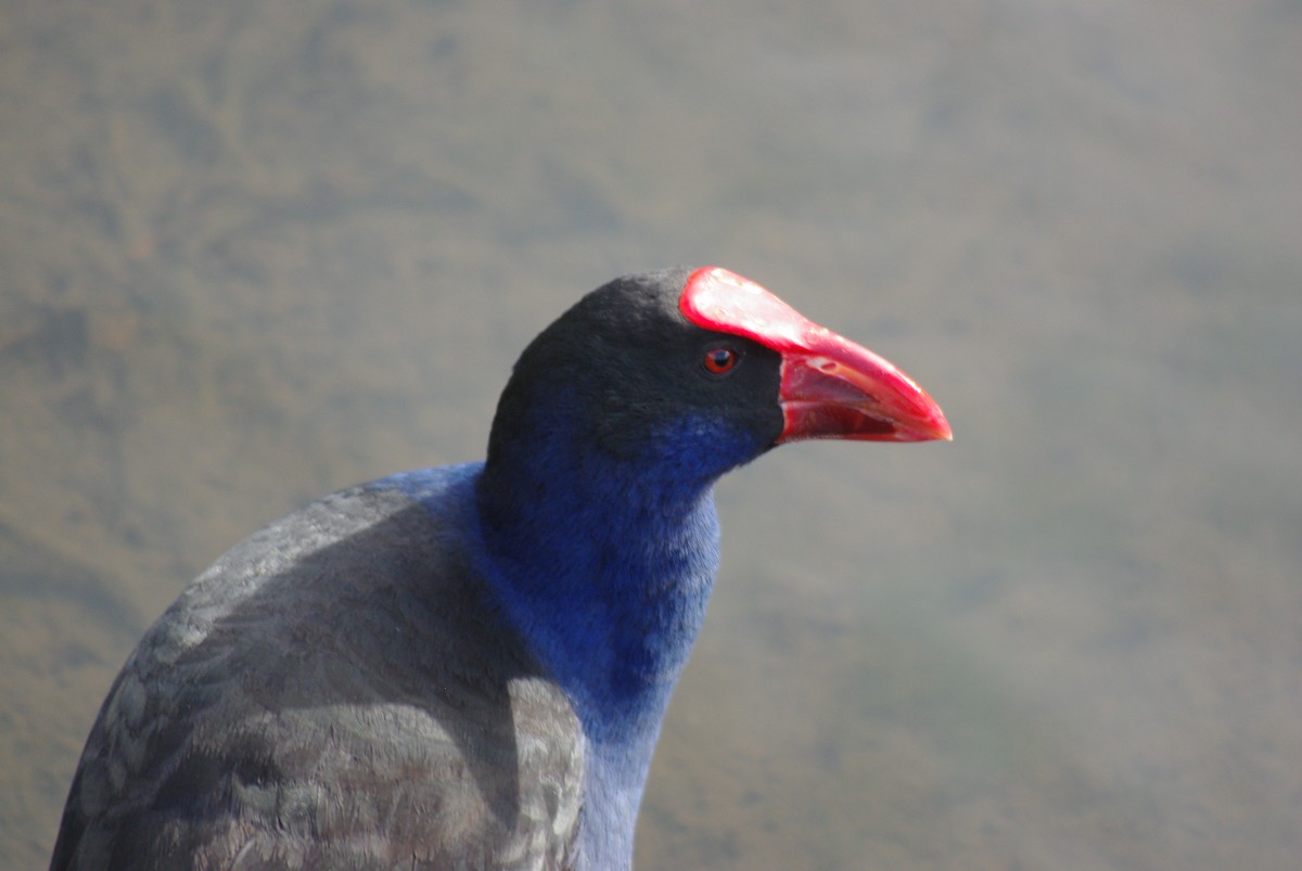 Australasian Swamphen - ML642090884