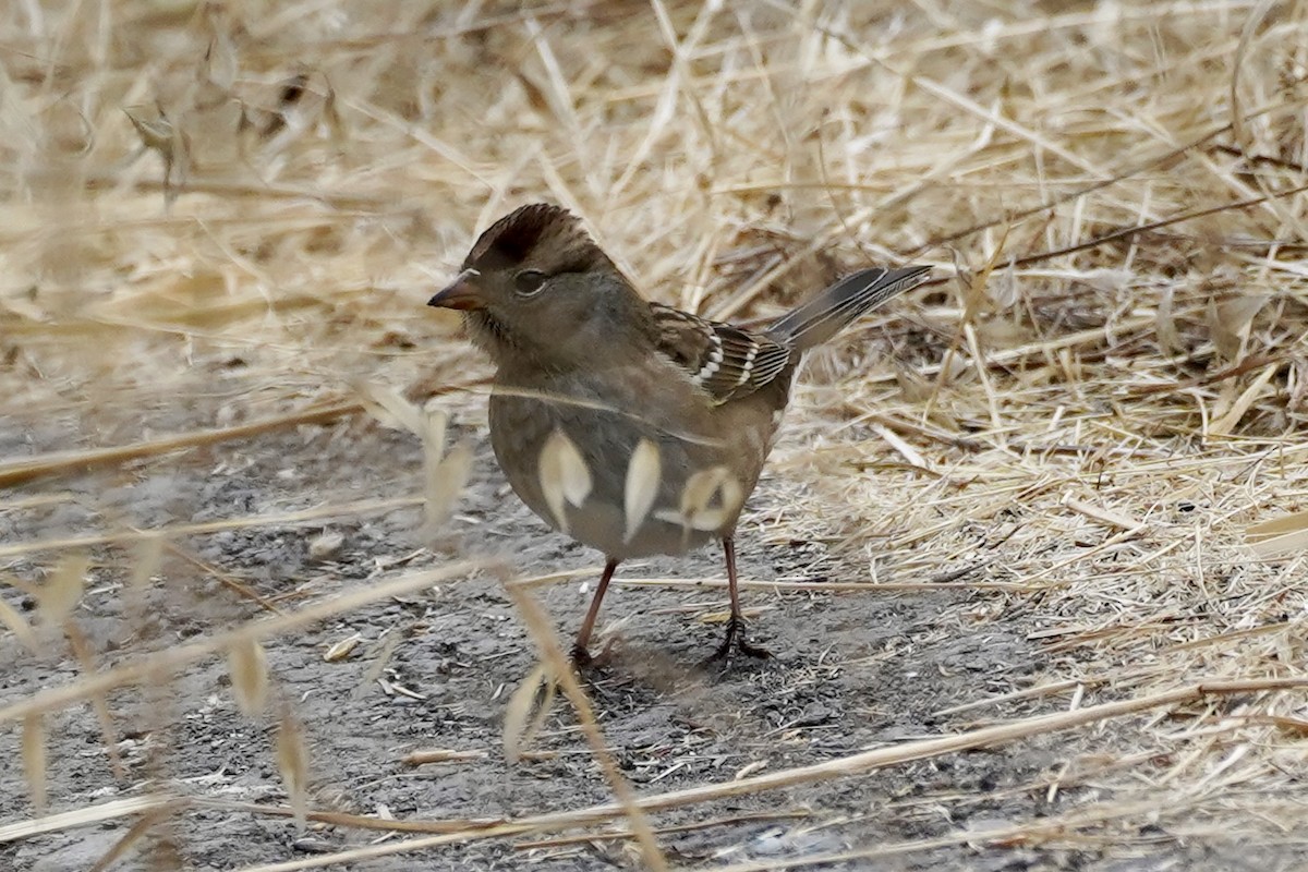 White-crowned Sparrow - ML642090885