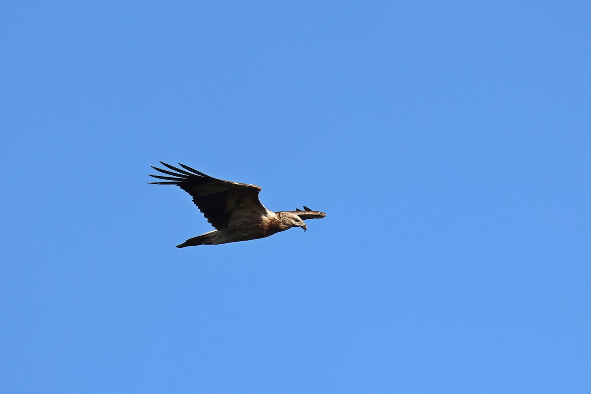 White-bellied Sea-Eagle - ML642090891
