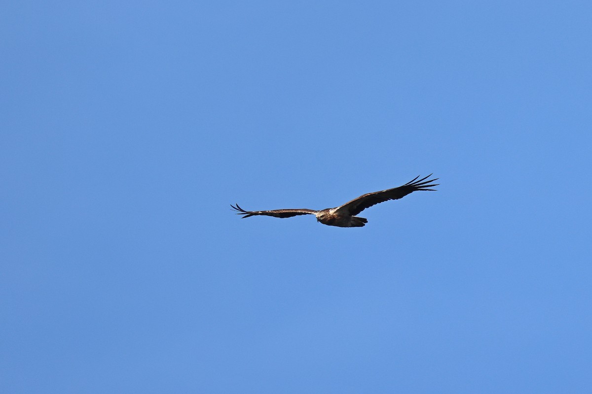 White-bellied Sea-Eagle - ML642090892