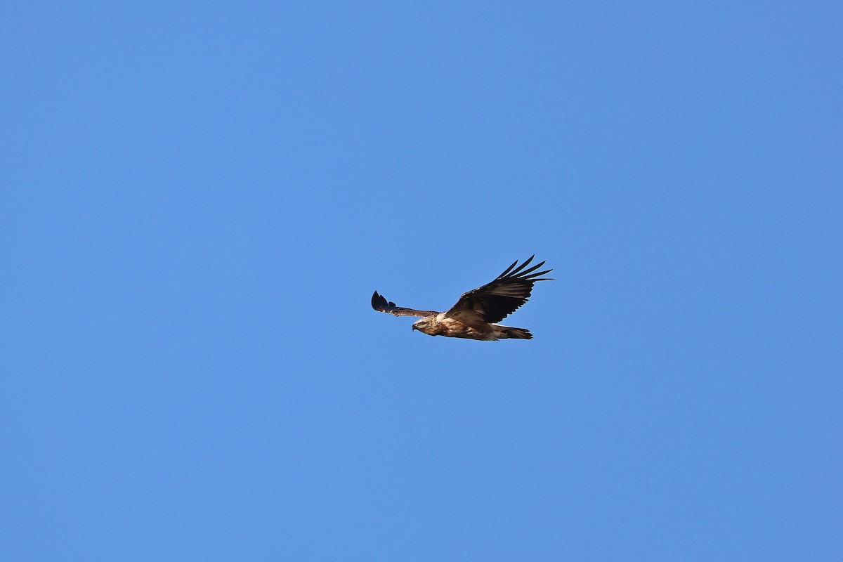 White-bellied Sea-Eagle - ML642090893