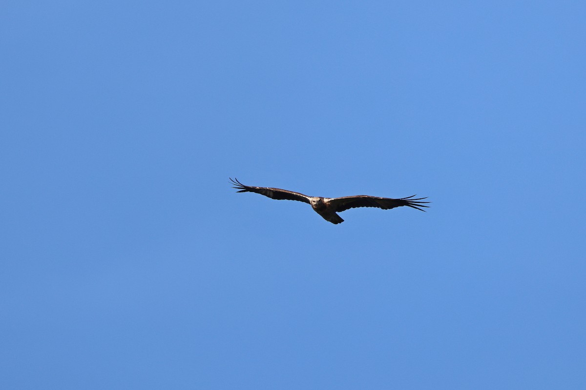 White-bellied Sea-Eagle - ML642090894