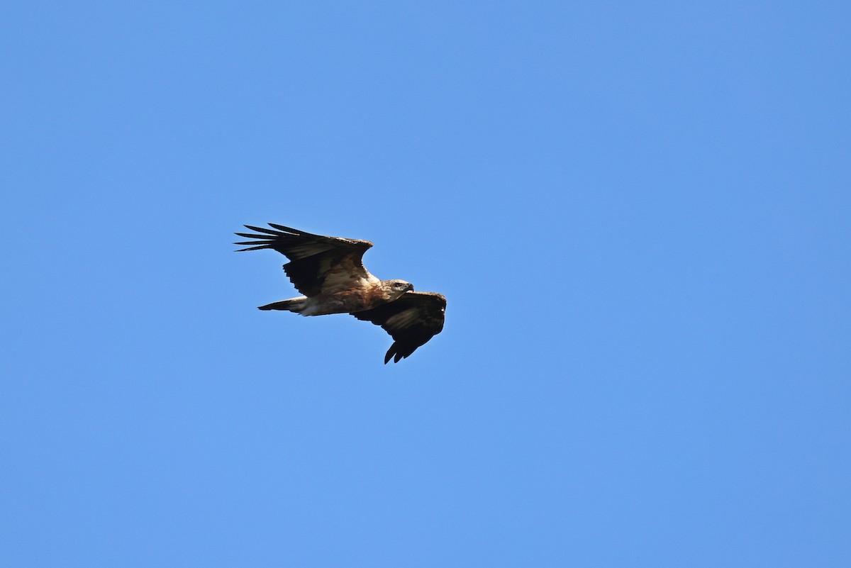 White-bellied Sea-Eagle - ML642090896