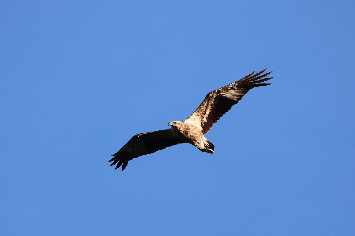 White-bellied Sea-Eagle - ML642090898