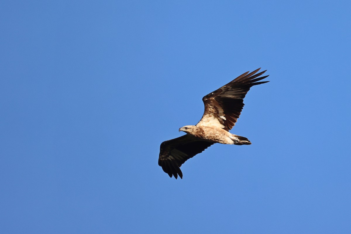 White-bellied Sea-Eagle - ML642090899