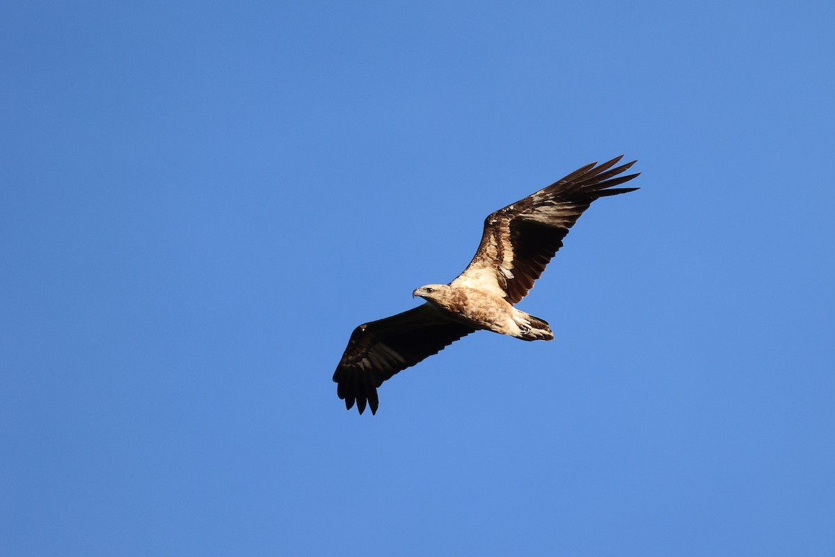 White-bellied Sea-Eagle - ML642090900